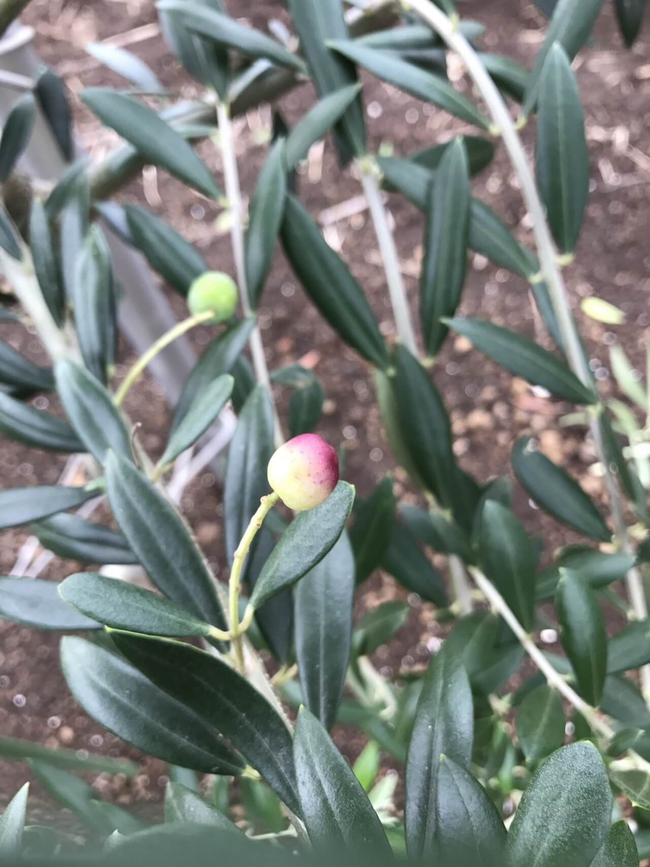 オリーブの実が!色ついた!?