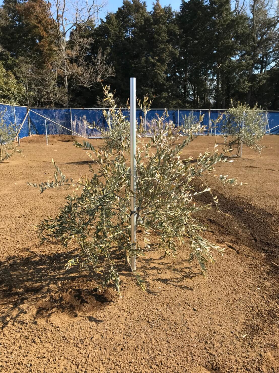 圃場B 枯れそう