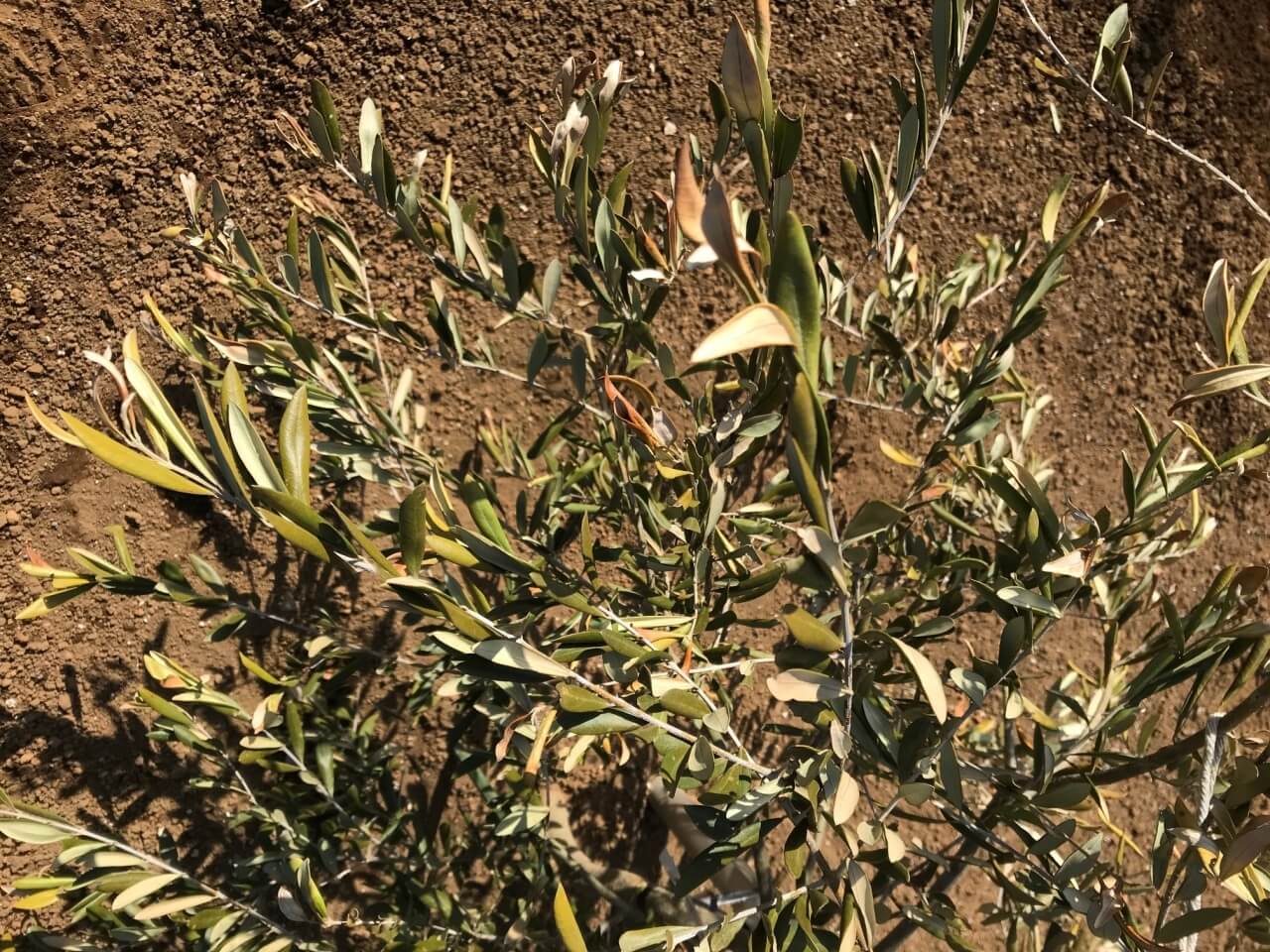 圃場B 枯れそう2