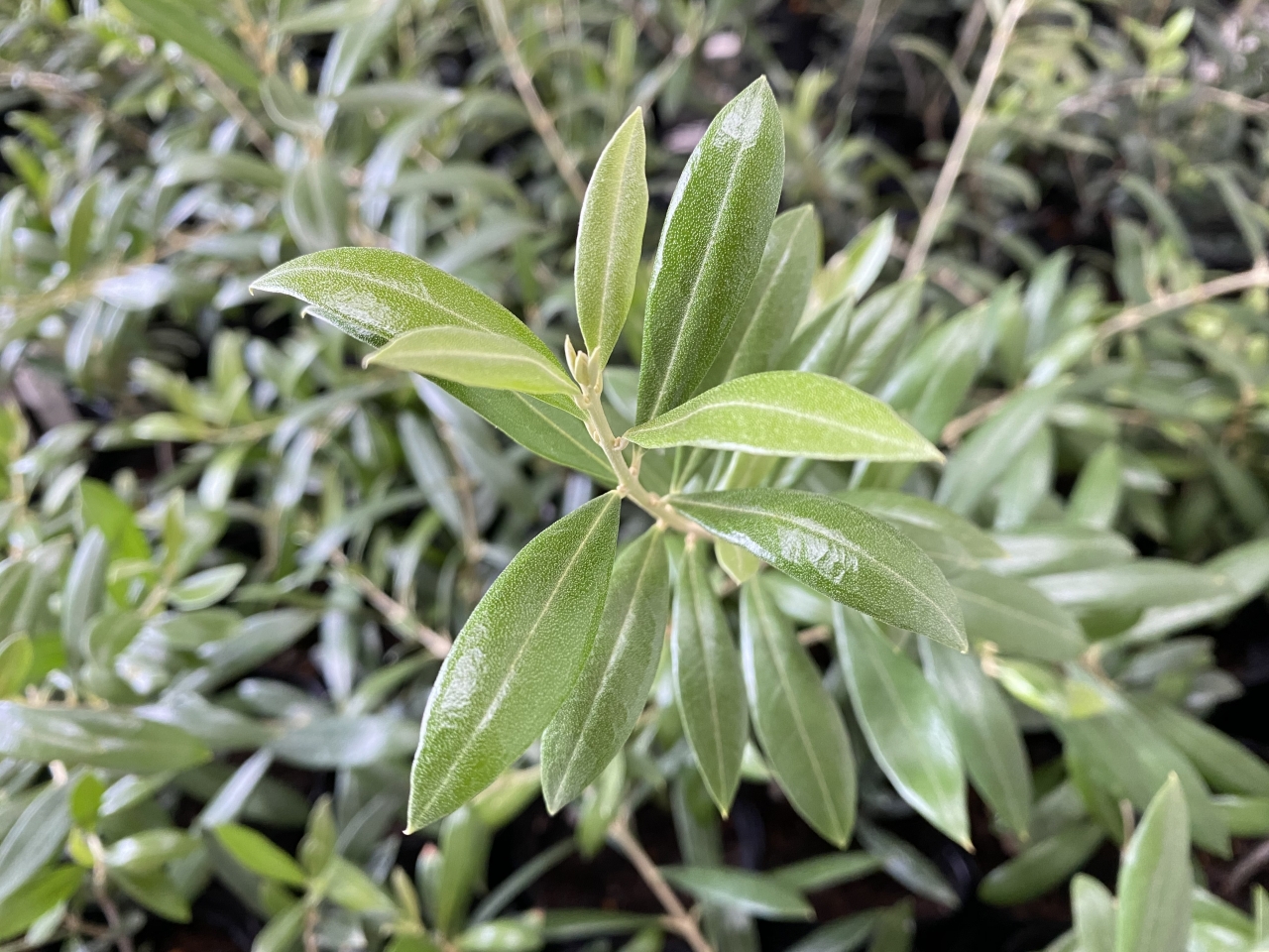 葉の大きさで | オリーブ日記 | 沼津市の未来を考える建設会社 「未来