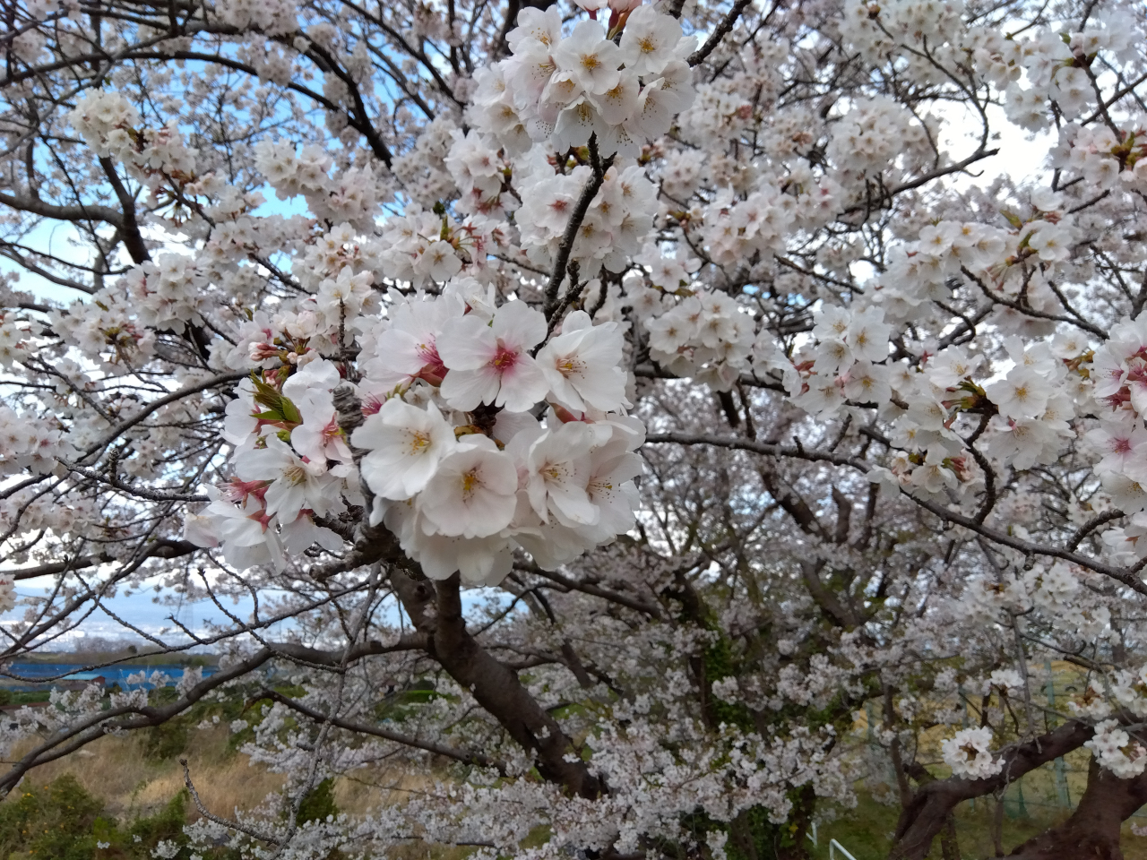 桜